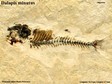 Dalapis_minutus